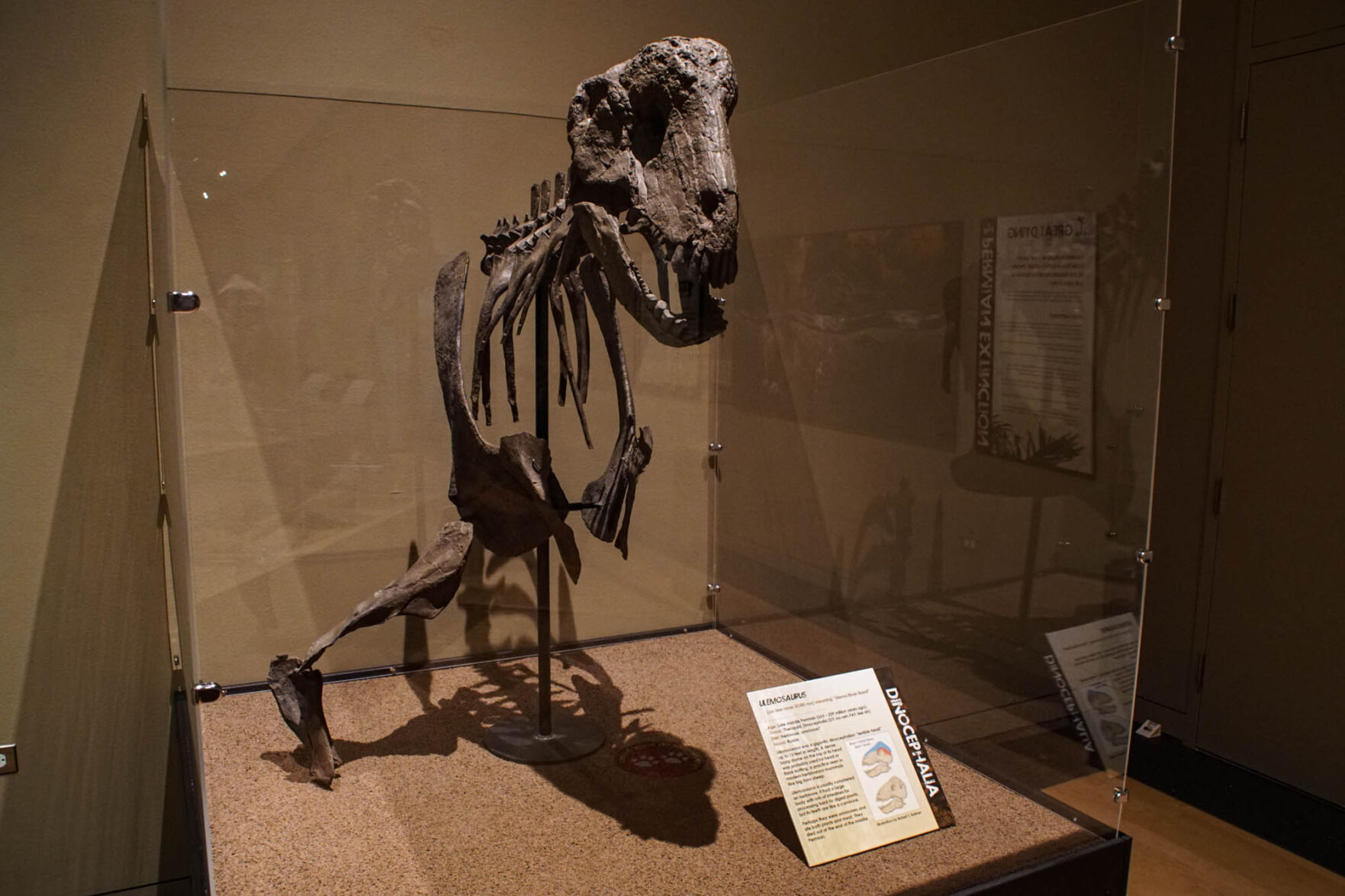 Fossils